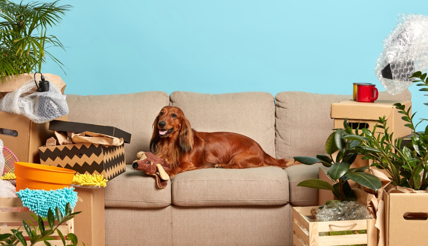 pet adoption delaware - PawrPose